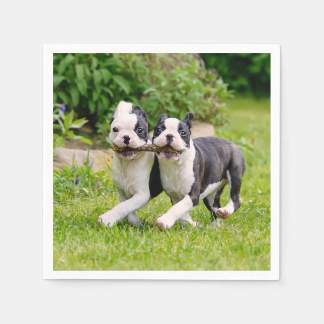 Cute funny Boston Terrier dogs puppies playing - Napkin (Front)