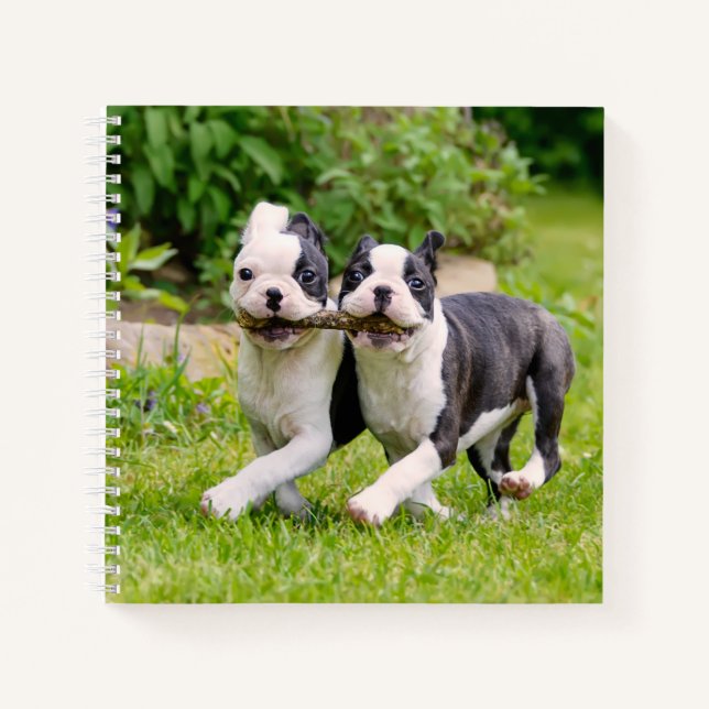 Cute funny Boston Terrier dogs puppies playing - Notebook (Front)
