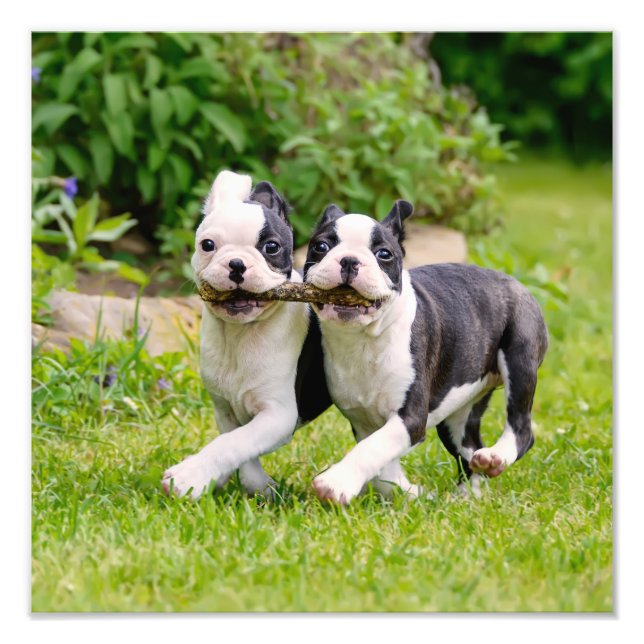 Cute funny Boston Terrier dogs puppies playing - Photo Print (Front)