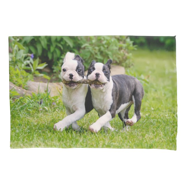 Cute funny Boston Terrier dogs puppies playing - Pillowcase (Front)