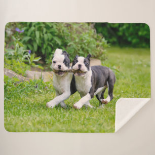 Cute funny Boston Terrier dogs puppies playing - Sherpa Blanket