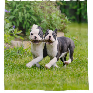 Cute funny Boston Terrier dogs puppies playing - Shower Curtain