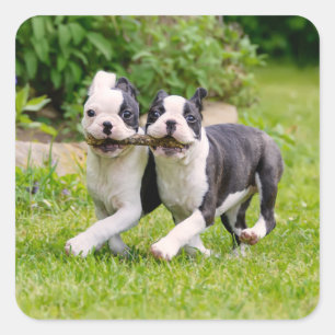Cute funny Boston Terrier dogs puppies playing - Square Sticker