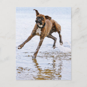 Cute funny boxer dog postcard
