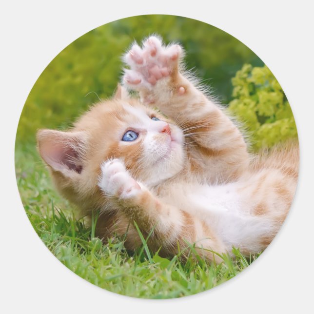 Cute funny cat kitten playing in a flowery garden classic round sticker (Front)