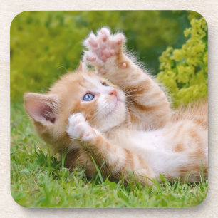 Cute funny cat kitten playing in a flowery garden coaster