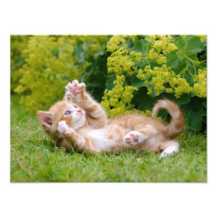 Cute funny cat kitten playing in a flowery garden photo print