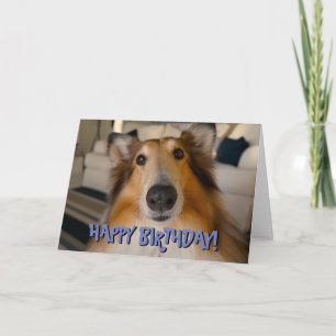 Cute funny collie birthday card