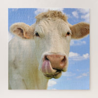 Cute Funny Farm Charolais Cow Licking Nose