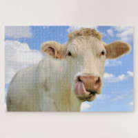 Cute Funny Farm Charolais Cow Licking Nose