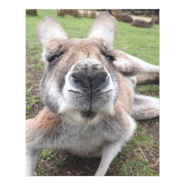 Cute Funny Kangaroo Educational Animal Wall Art (Front)