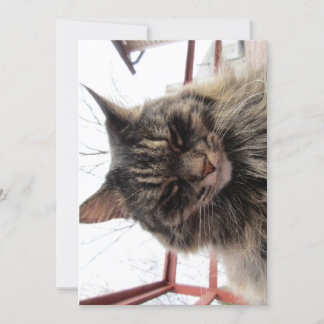 Cute Funny Maine Coon Kitty  Content