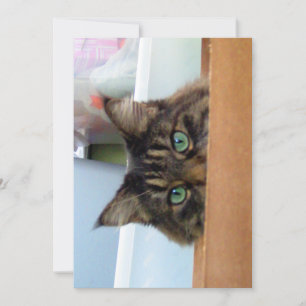 Cute Funny Maine Coon Kitty Peek a Boo