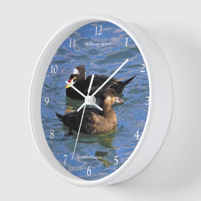 Cute Funny Surf Scoter Ducks Swimming at the Pier Clock (Angle)
