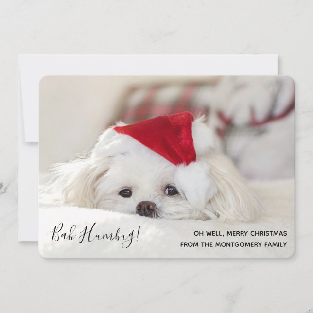 Cute Funny White Dog Christmas Bah Humbug Holiday Card (Front)