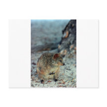 Cute fury Quokka on Rottnest Island