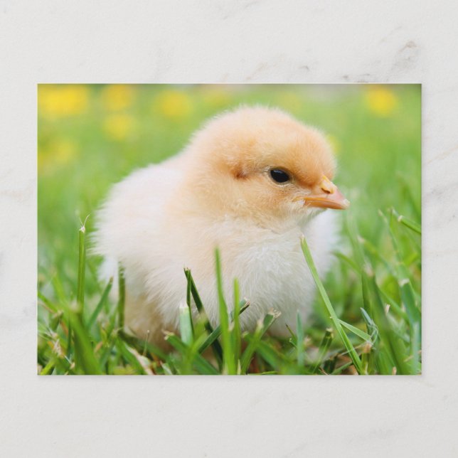 Cute Fuzzy Baby Chicks - Funny Farm Animals Postcard (Front)
