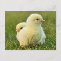 Cute Fuzzy Baby Chicks - Funny Farm Animals