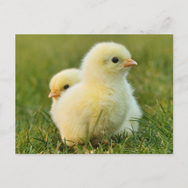 Cute Fuzzy Baby Chicks - Funny Farm Animals Postcard (Front)