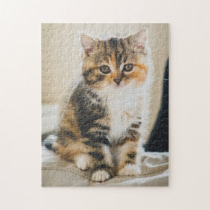 Cute Fuzzy Calico Tabby Kitten Cat Photo Jigsaw Puzzle