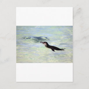 Cute Galapagos penguin swimming Postcard