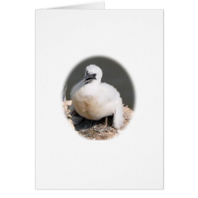 Cute Gannet Chick (Front)