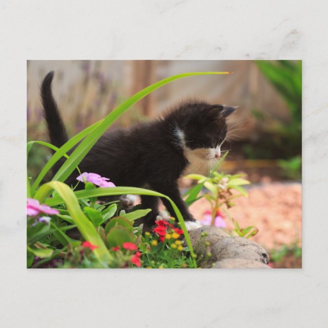 Cute Garden Kitten Postcard (Front)
