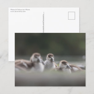 Cute Geese Chicks Nature Photo Postcard
