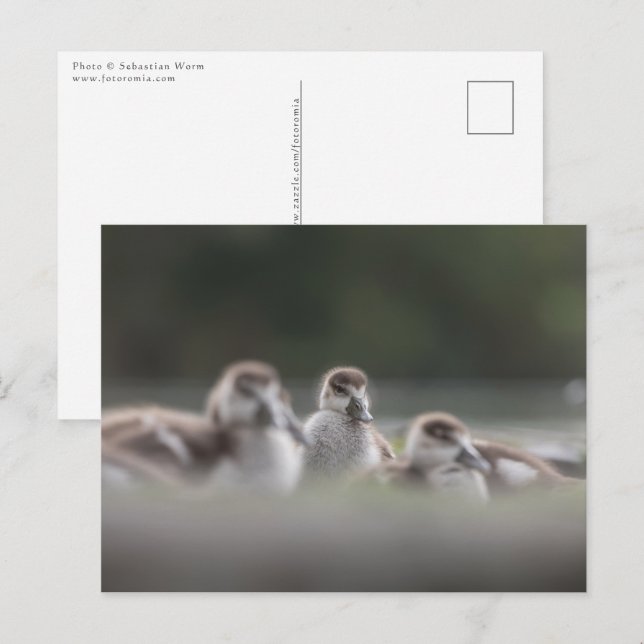 Cute Geese Chicks Nature Photo Postcard (Front/Back)