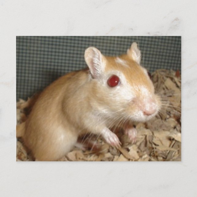 Cute Gerbil Postcard (Front)
