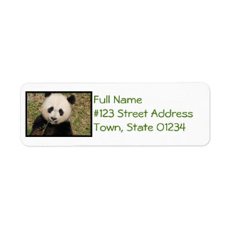Cute Giant Panda Bear