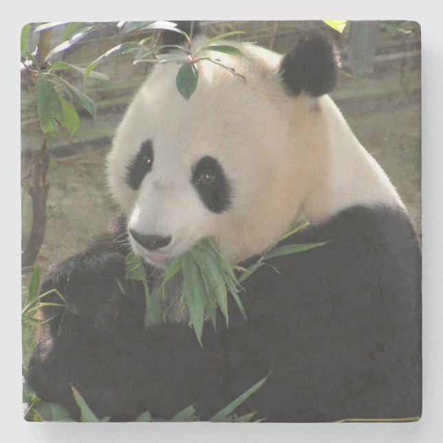 Cute giant panda bear stone coaster (Front)