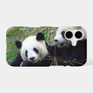 Cute Giant Panda Bears eating bamboo / love