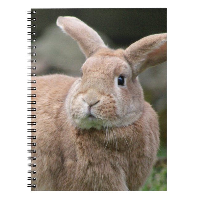 Cute ginger bunny with big ears   notebook (Front)