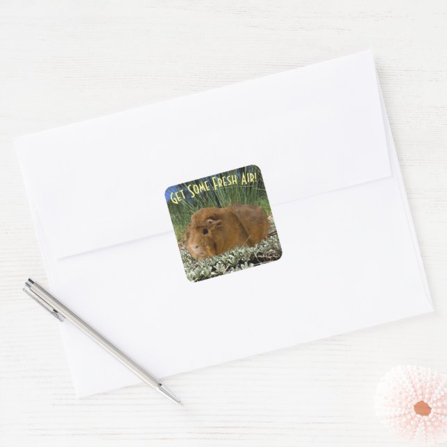 Cute Ginger Guinea Photo In Nature Custom Text Square Sticker (Envelope)
