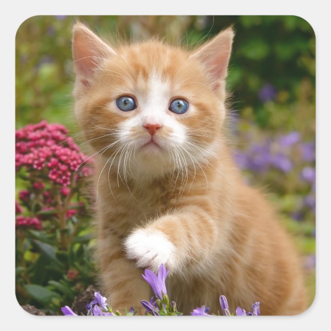 Cute ginger kitten in a garden square sticker (Front)