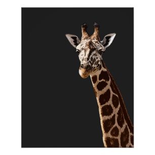 Cute Giraffe Is Looking At You! Poster