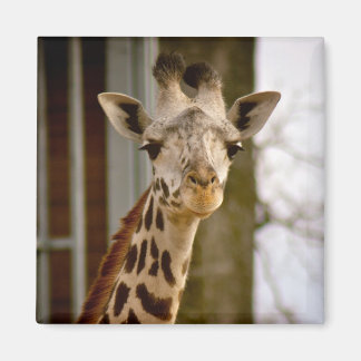 Cute Giraffe Photo Magnet