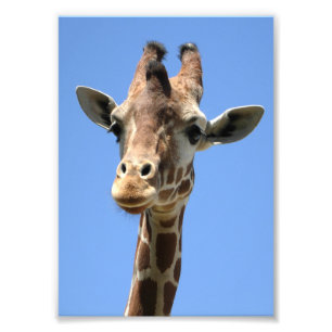 Cute Giraffe Photo Print