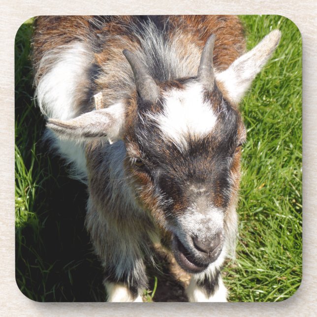 CUTE GOAT COASTER (Front)