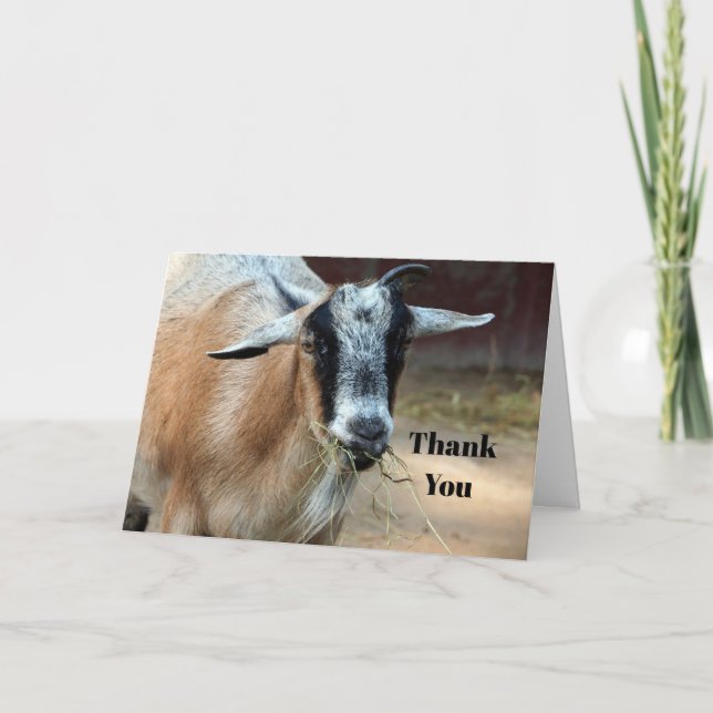 Cute Goat Eating Hay Photo Thank You Card (Front)