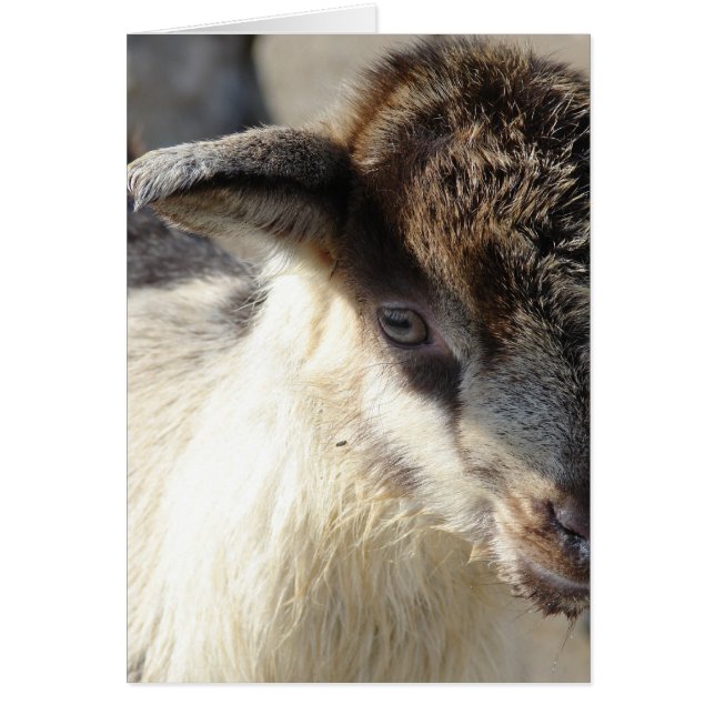 Cute Goat Kid (Front)