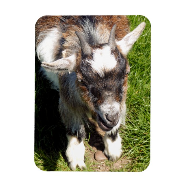 CUTE GOAT MAGNET (Vertical)