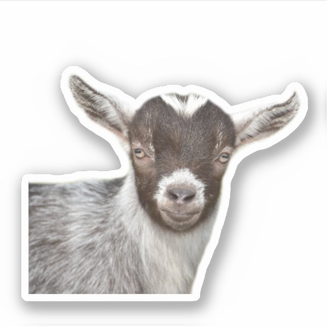 Cute Goat Portrait (Front)