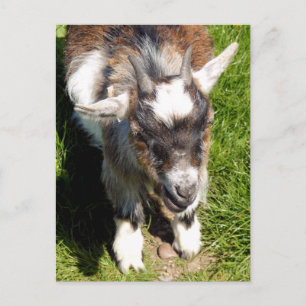 CUTE GOAT POSTCARD
