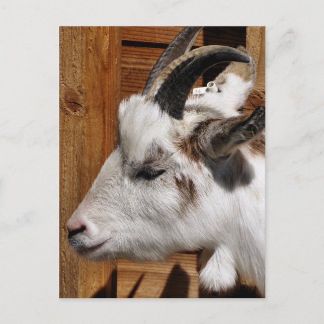 CUTE GOAT POSTCARD (Front)