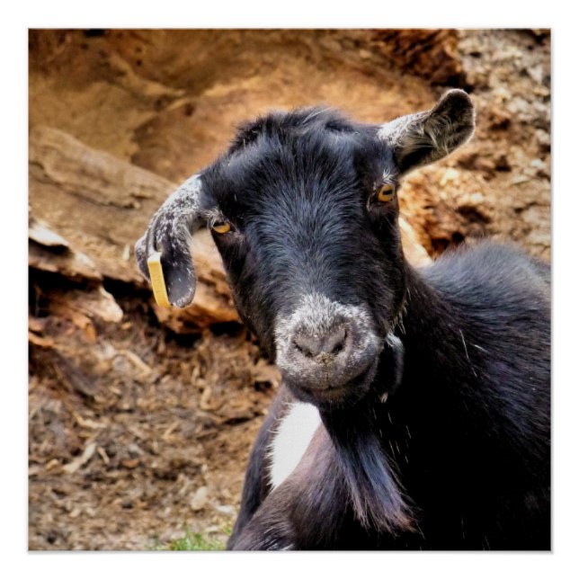 CUTE GOAT POSTER (Front)