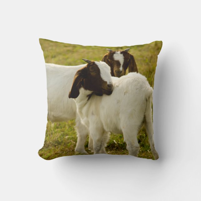 Cute Goats Boer Field Cushion (Front)