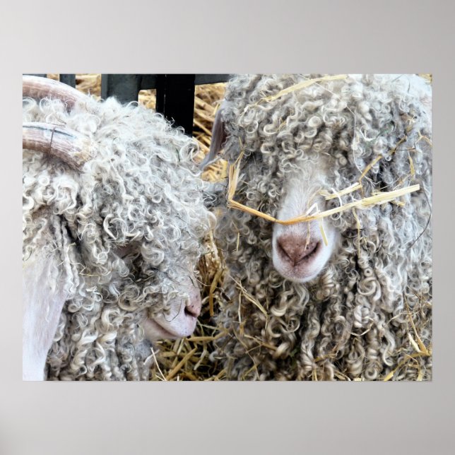 CUTE GOATS   POSTER (Front)