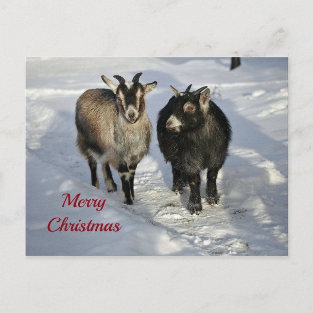 Cute Goats Snow Photo Christmas Postcard (Front)